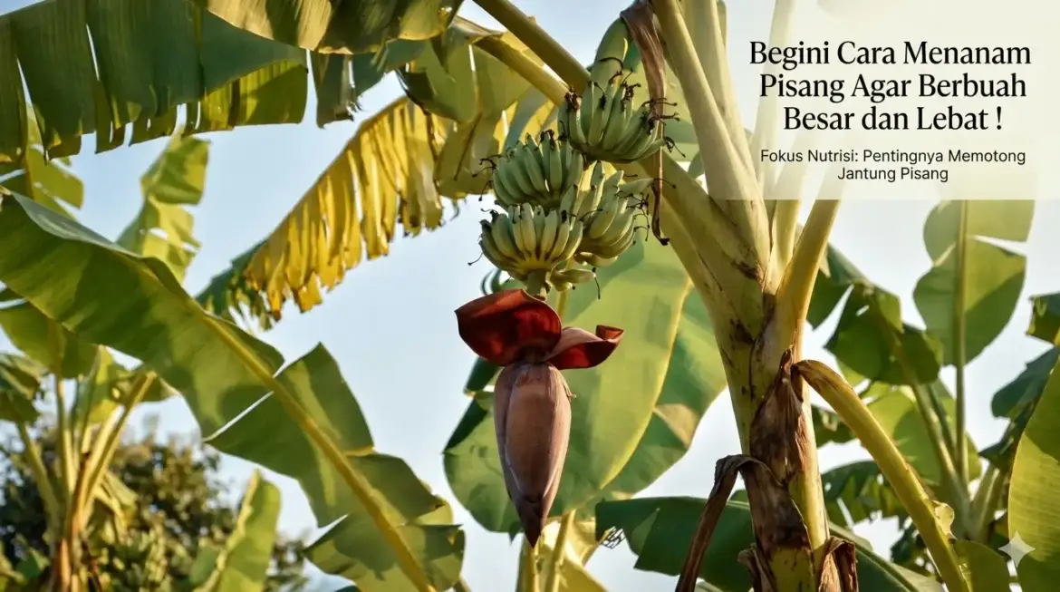Begini Cara Menanam Pisang Agar Berbuah Besar dan Lebat!