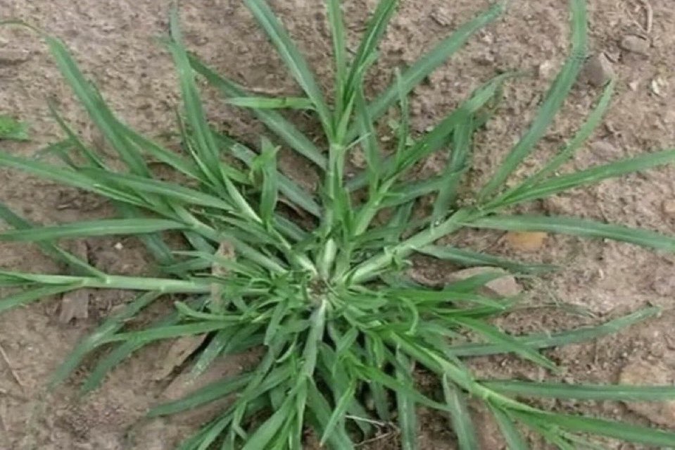 Tips Tangani Rumput Ini, Sinyal dan Alarm Kuat Bagi Tanah