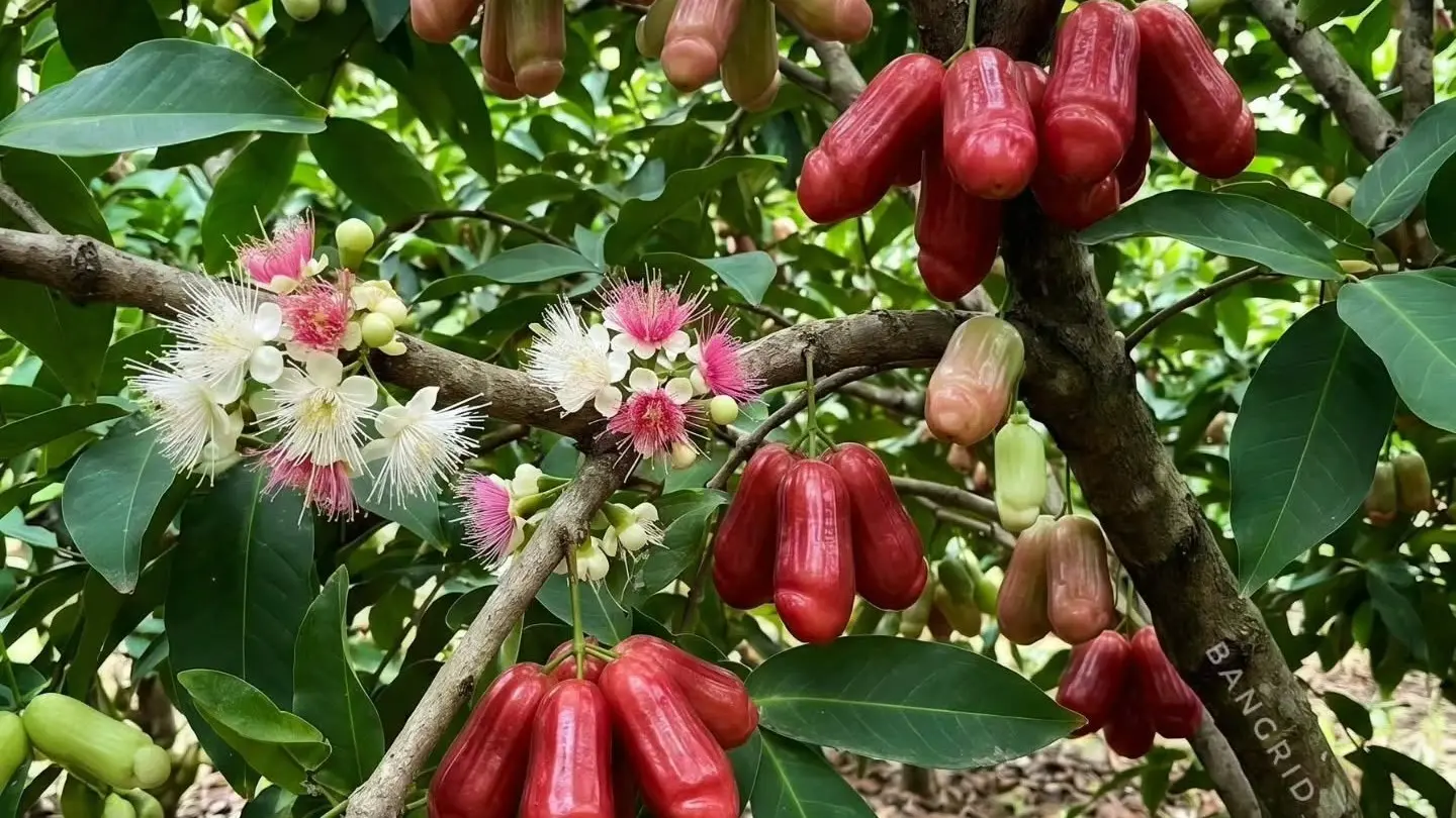 Cara Menanam Jambu Air Agar Berbuah Lebat dan Manis