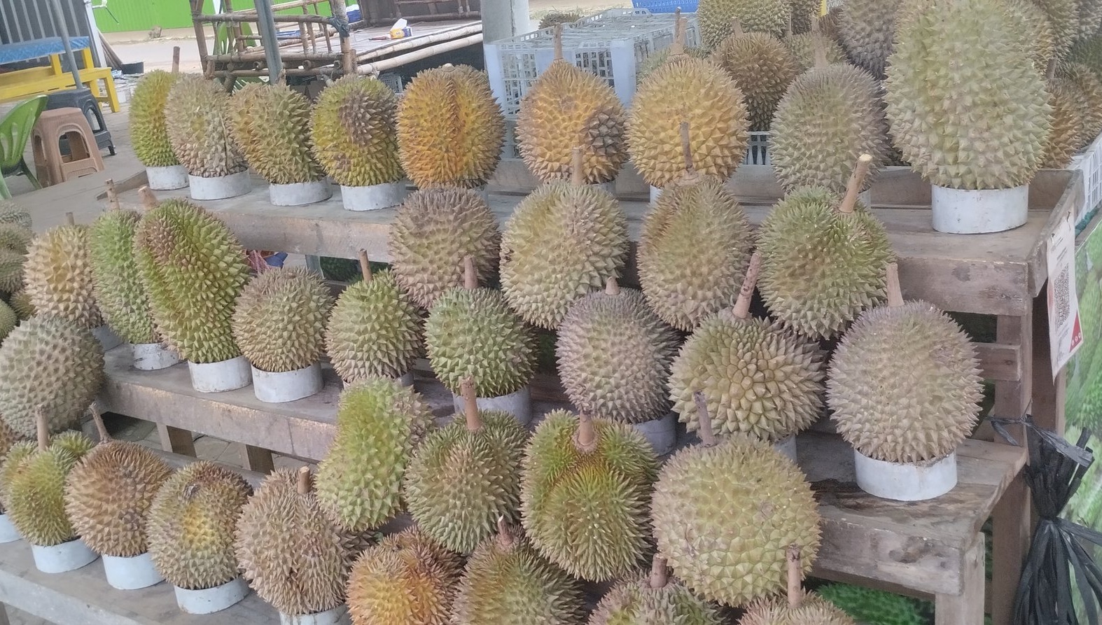 Investasi: Perhitungan ROI Kebun Durian di Tegal