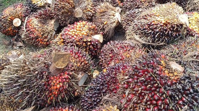 Petani Kaget, Harga Sawit Turun Drastis