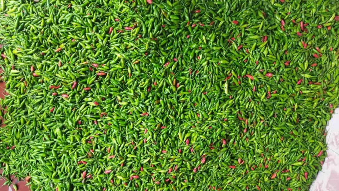 Petani Menjerit, Harga Rawit Justru Turun Jelang Idul Adha