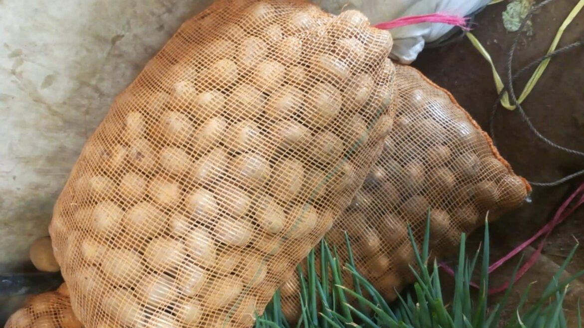 Cara Panen Kentang Agar Tidak Busuk dan Manfaatkan Untuk Pupuk Pertanian