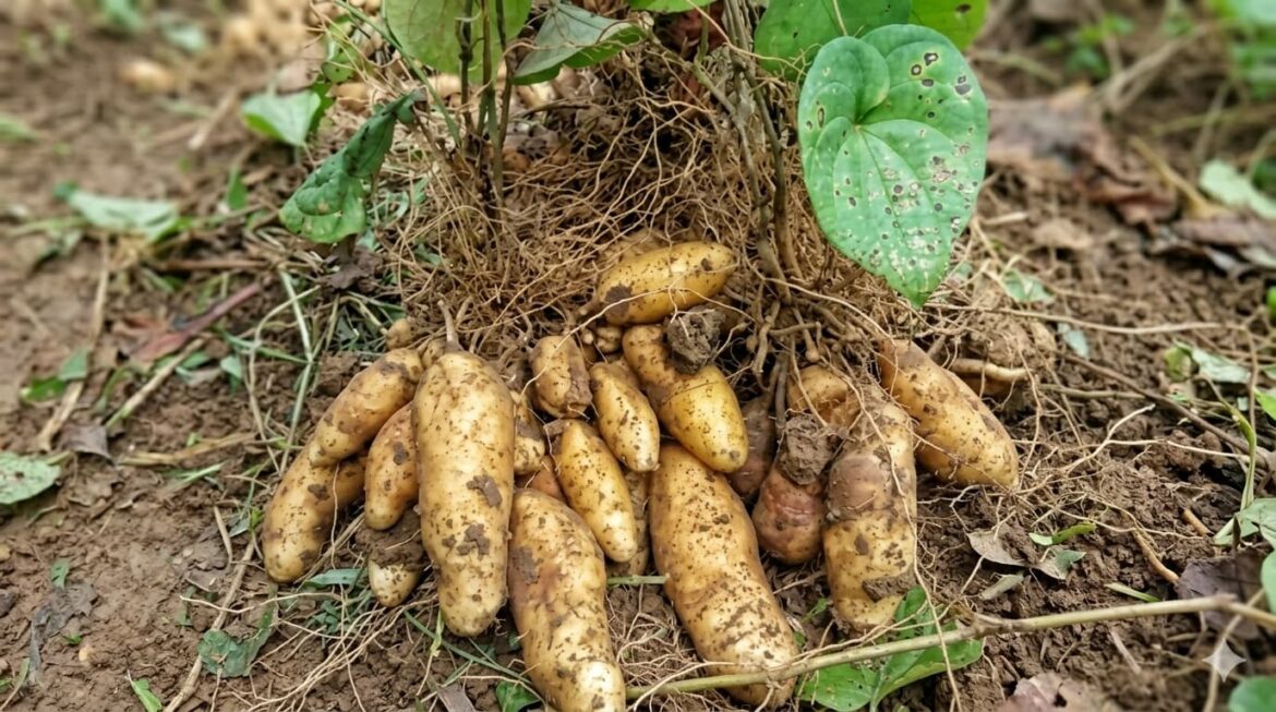Umbi Gembili, Pangan Lokal Siap Gantikan Posisi Nasi