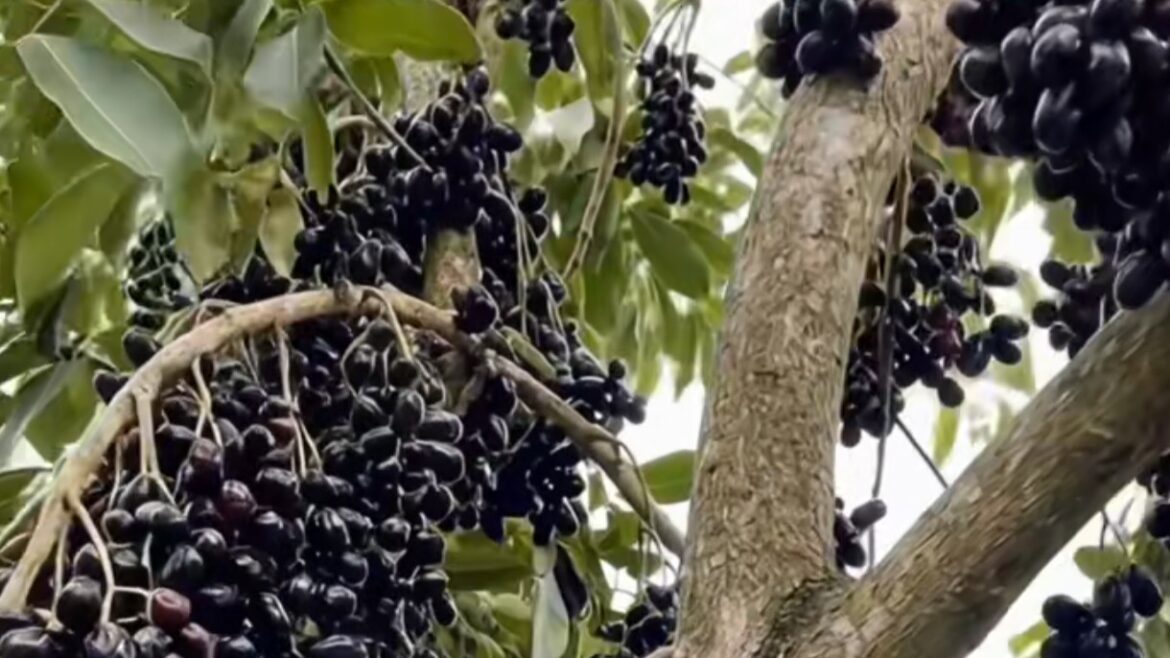 Manfaat Buah Duwet Bagi Kesehatan dan Cara Tanamnya!
