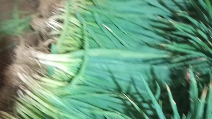 Meski Harga Kol dan Daun Bawang Turun Rp 500 Perkilo, Pasar Belum Ada Respon