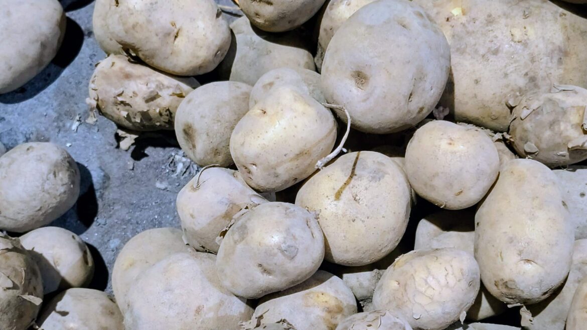 Harga Kentang Naik, Petani Nakal Jual Kentang Oplosan