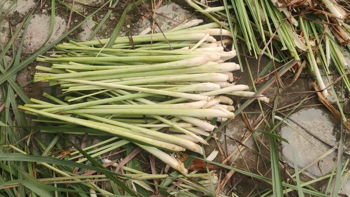 Akibat Kelangkaan Barang, Harga Sereh Merangkak Naik