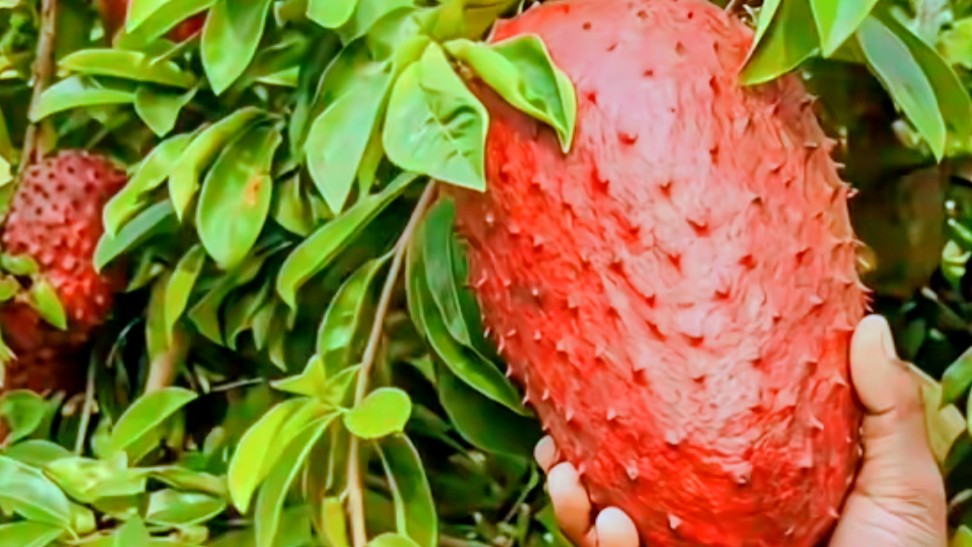 Sirsak Madu Merah, Buah Manis Alami Mudah di Tanam di Halaman Rumah