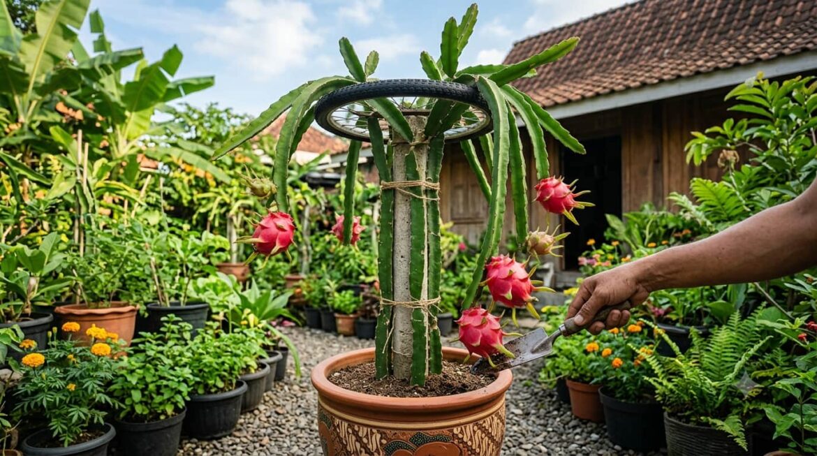 Cara Budidaya Buah Naga dengan Metode Tabulampot